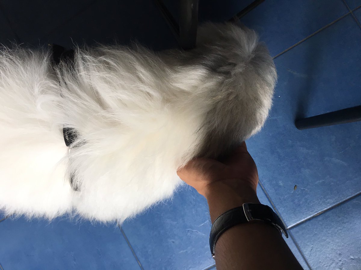 alsimrenzo's tweet photo. May dalang dog prof namin ❤️ https://t.co/1u6v79hrtV