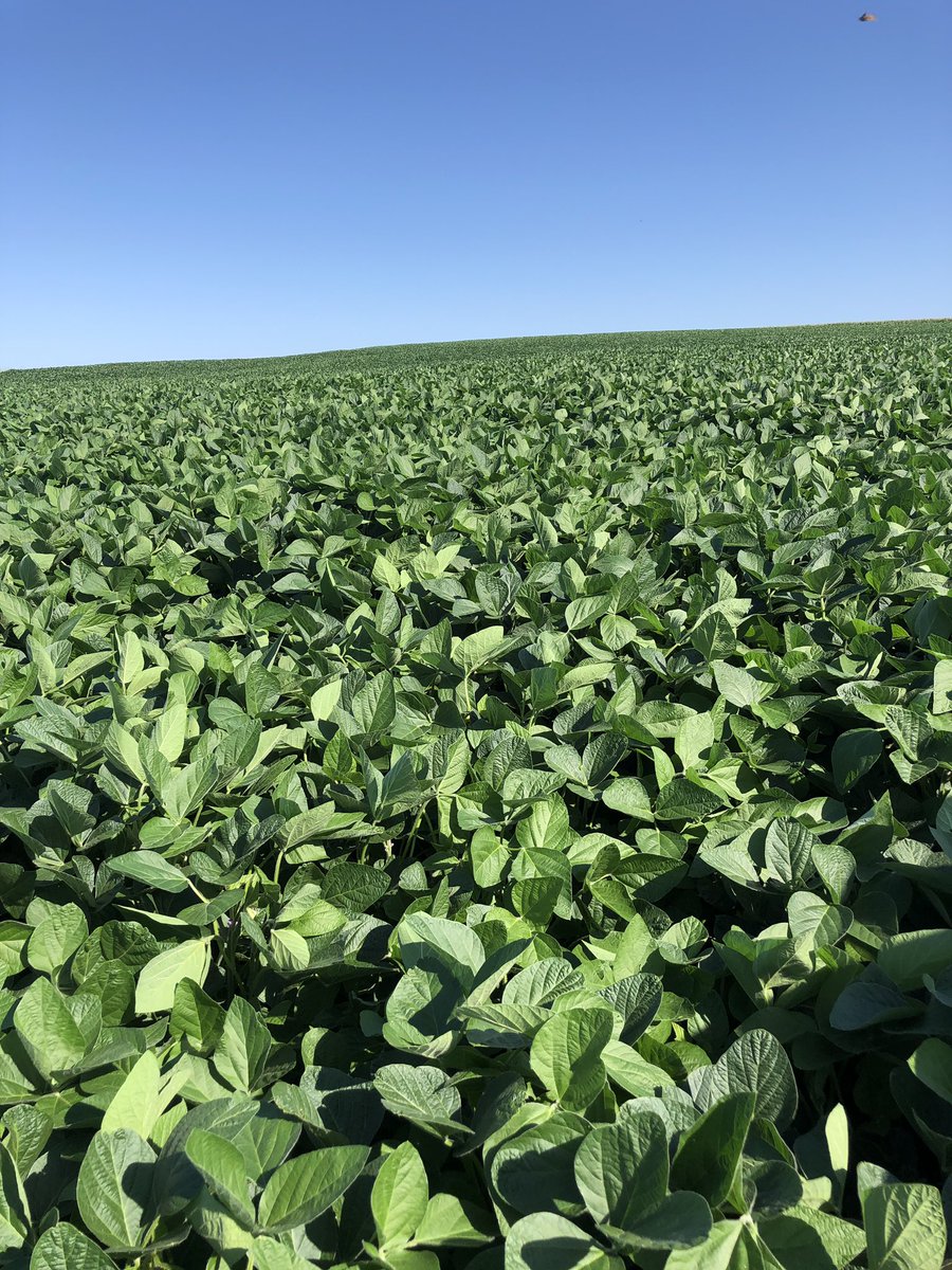 Todd Pedersen tweet media