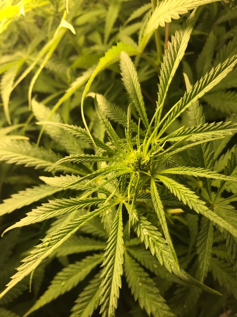 thecannabis101's tweet photo. How easy is it to grow at home discreetly? We have you covered with last week's episode featuring Brad Simon of #StealthBox
https://t.co/AvV9laaFvU
New episode tomorrow.
#PodcastAlley
This plant was grown in a #StealthBox
https://t.co/4GNZO8bbcP https://t.co/ttK8isRedQ