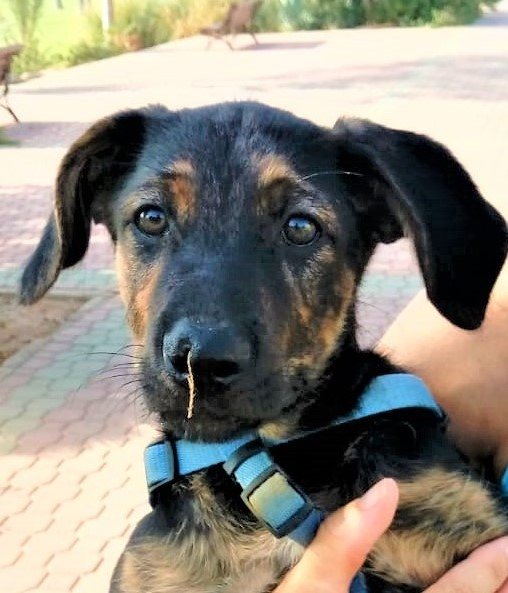 #Madrid
BLUE cachorrete de 3 meses mestizo fruto de camada indeseada e irresponsable...la historia se repite una y otra vez
De adulto tendrá tamaño 1/2
En busca de dulce hogar en #adopcion
#AdopcionResponsable 
#cachorros
#adopta
📩facenuevavida@gmail.com