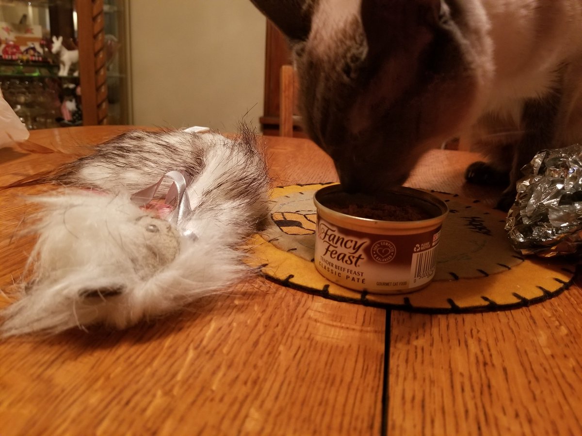McMillenjl's tweet photo. Special birthday dinner of @FancyFeast for the ruler of the roost. Just open the can and back away... haha #countrycatatheart #notsofancy #siamese https://t.co/FIosghH3l7