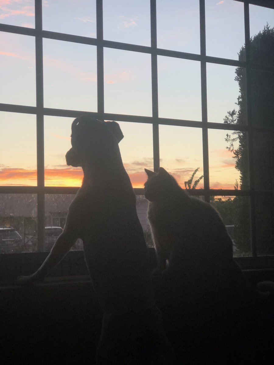 OC92647's tweet photo. Our pets enjoying the sunset. #HuntingtonBeach #sunset #dogcat #pittie #Ranck https://t.co/Mv8HH6ib65