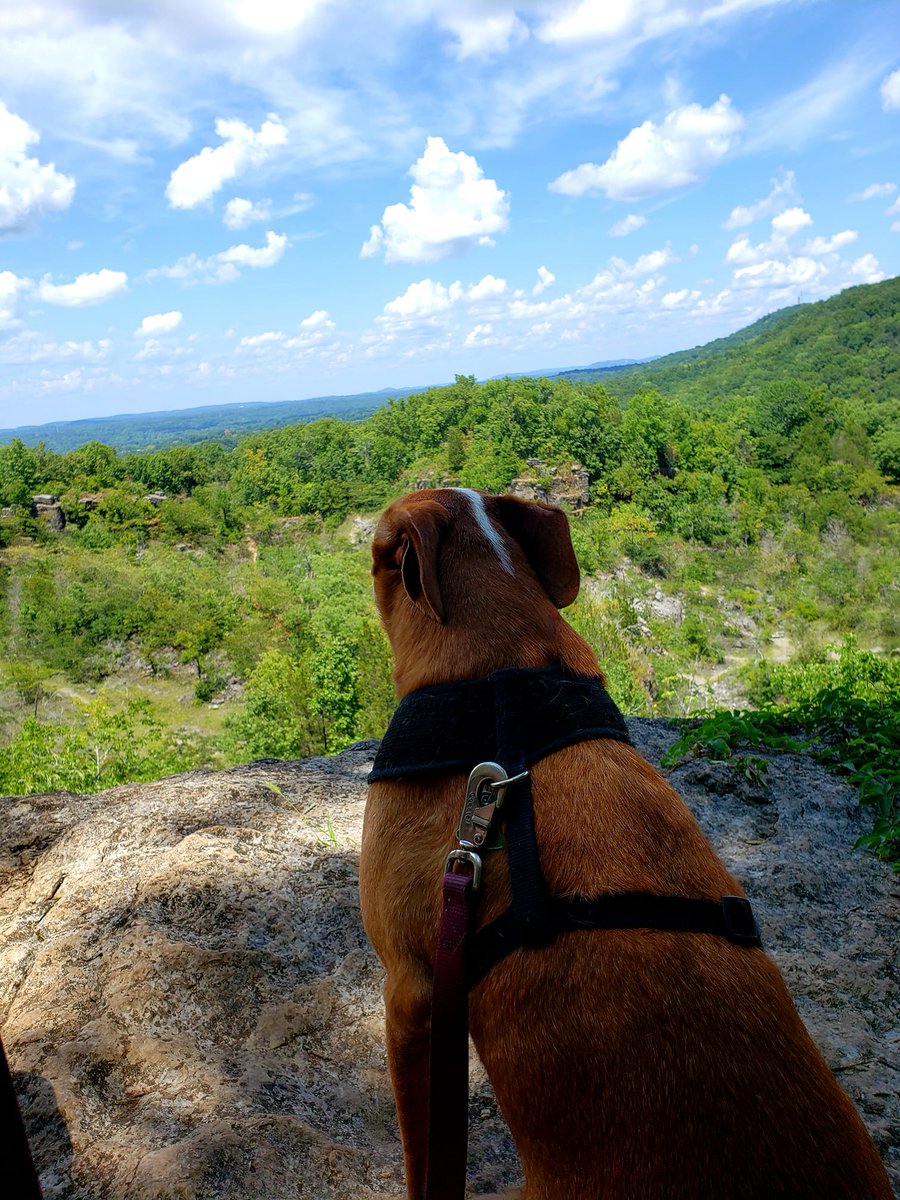 cewest80's tweet photo. I got Gizmo out on his first hike today. Nothing left to do but enjoy the view. ❤
#dogsoftwitter #ruffnermountain #DogLife #hiking #dogmom #lifeisbetterwithadog https://t.co/KCetygfc0p