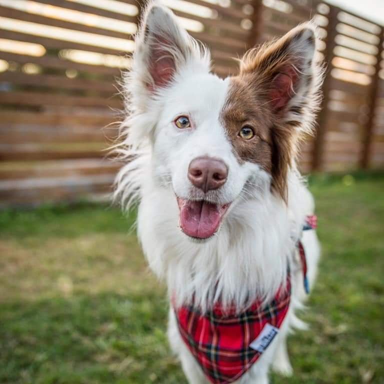 Luna is 12 months old and was surrendered with behavioural problems. After one week in care and positive reward training. Luna can now sit, spin, shake, drop, and maintain eye contact.