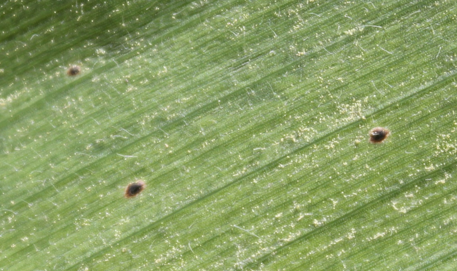 Bruce MacKellar tweet media