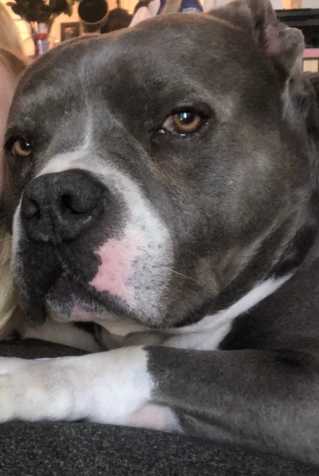 I should&rsquo;ve named him Sexxxy https://t.co/vmNR7GBF3g<a href="/tag/snapchat"class="tags"><span>#snapchat</span></a>