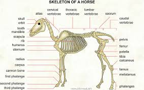 for reference;
(humerus is our upper arm
radius is half of our lower arm
carpus/carpal is our wrist/hand bone
phalanges are finger bones, 3 segments in each) 