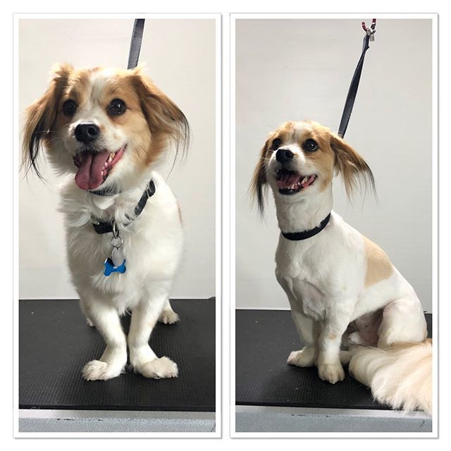 #terasgrooming #beforeandafter #mixpuppy #smiles  #groomer ift.tt/2Tb7XDG