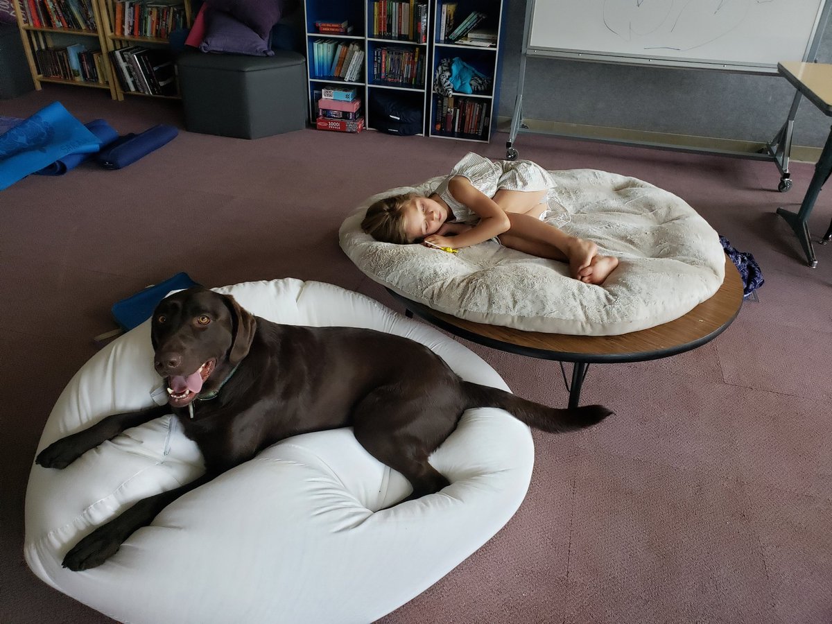 golfcoursewife's tweet photo. Turf Monster had the day off since dad is away on business. Thought I would bring him to work with me while I set up my classroom. Things were going great until he forgot he wasn't on a golf course & peed all over my astro turf carpet. #dogsodturf #wivesofturf #DogsofTwittter https://t.co/yN2aetlFtx