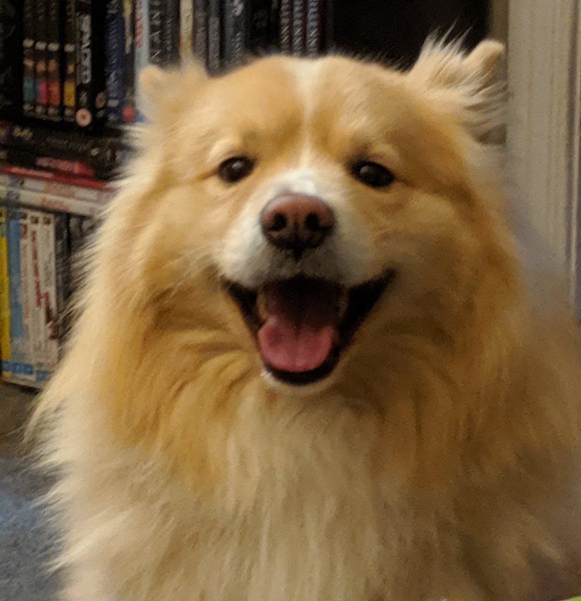 D_is_for_'s tweet photo. Otso is getting ready to be spoiled for his sleepover #isOtso #ishapp https://t.co/v9qMuTgJpj