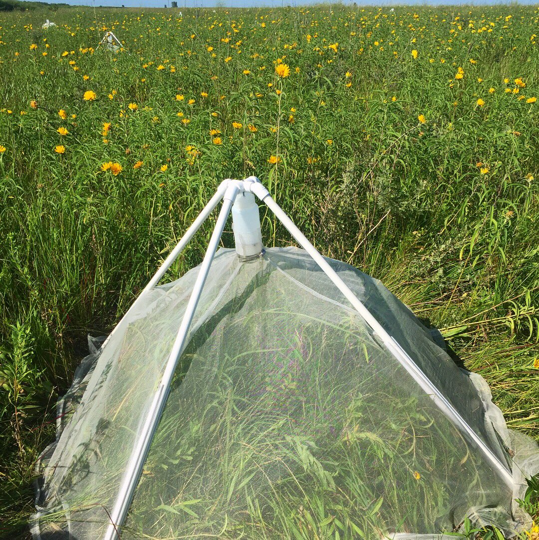 juliabonz's tweet photo. Emergence #trapping all day and emergence trapping all night...oh man...where are those little #bees nesting?! https://t.co/uJqSs5xgSY