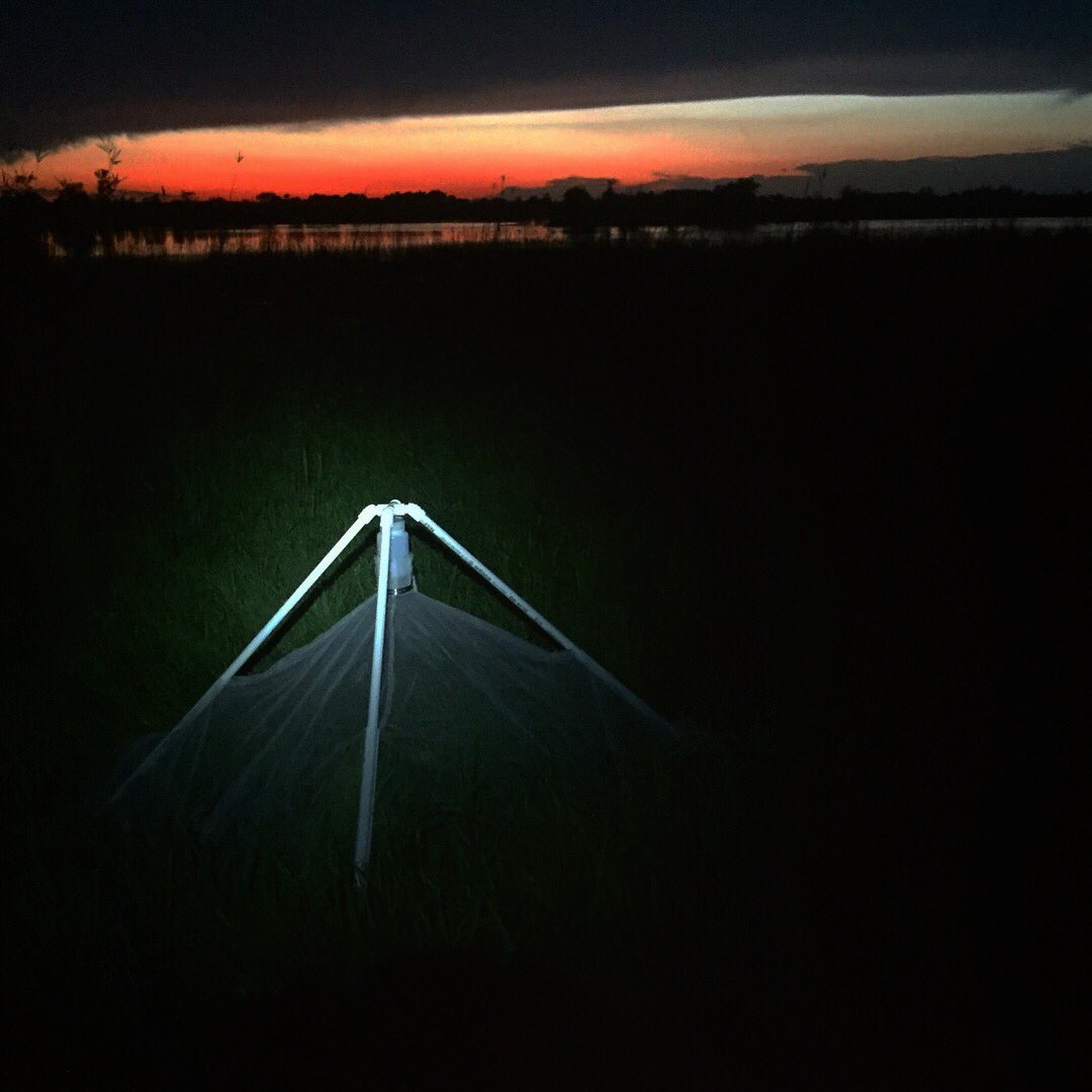 juliabonz's tweet photo. Emergence #trapping all day and emergence trapping all night...oh man...where are those little #bees nesting?! https://t.co/uJqSs5xgSY