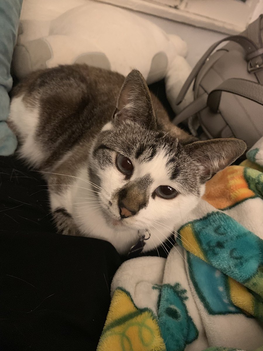meredithkittyy's tweet photo. Goodnight ☺️ https://t.co/7NmB68zLZj