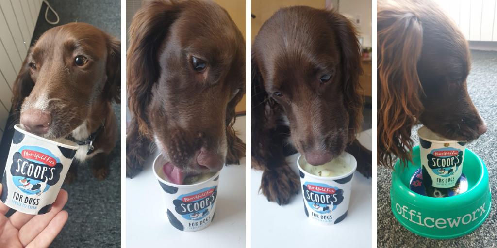 Cheltenham Animal Shelter tweet media