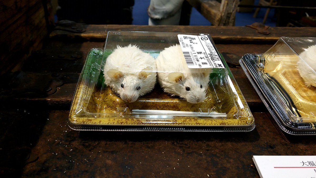 Neqro در توییتر 明日から開催の幻獣神話展の搬入に行ってきました 今回は バジリスク と 大福ねずみ です いつもは新作の画像は展示が終わるまであげませんが今回 説明を書かないと少し分かりにくいので上げます