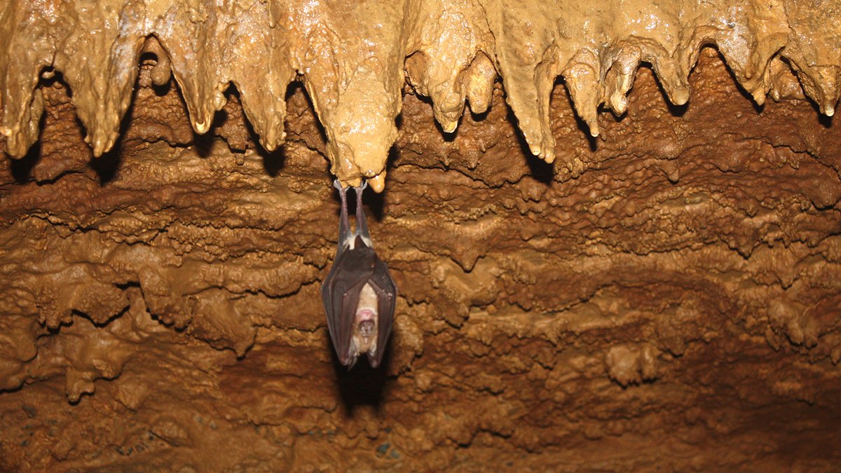 With more than seven kilometers of branched channels, Veternica is the sixth largest cave in Croatia.

🦇 18 species of bats have been found in the cave. During the winter the cave is not open for visits so that no one interferes with their winter sleep.💤

#Medvednica #Veternica