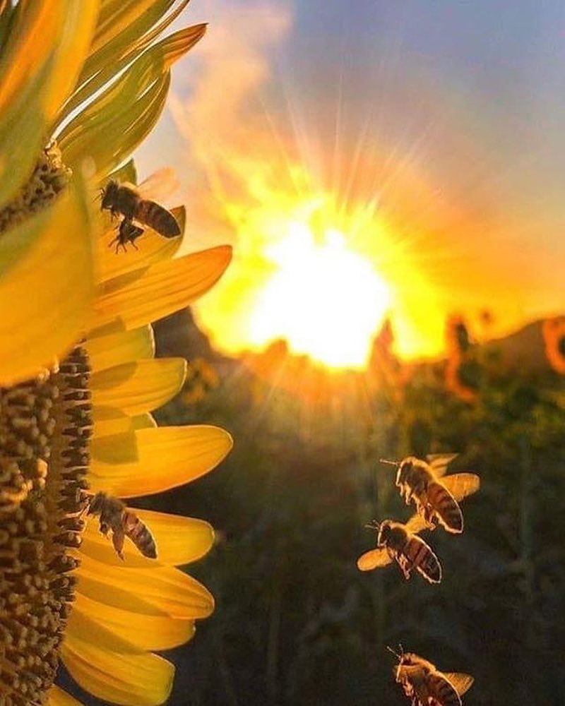 BuzzyBeeColl's tweet photo. Just perfect pic from @thekansasbeeco.mokan.honey - sunflowers and bees, mmmmm

#buzzybeecollectibles #bees https://t.co/he4uaDXZ6O