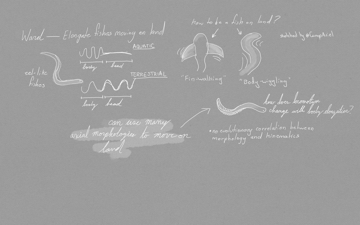 CampAriel's tweet photo. Notes from #icvm2019: @andieward demonstrating how fishes with different axial morphologies use their squiggly bodies to move on land. https://t.co/bJ3ORBYmz8