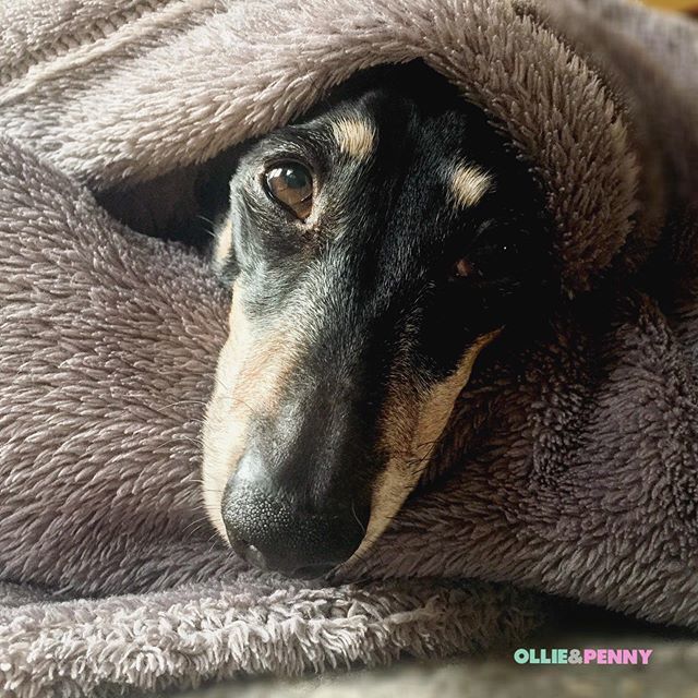 ollieandpenny's tweet photo. βHooman if you post that photo of me ill bite your ankles!β πππ€πΆββ A sleepy dozy Ollie on this wet #humpday. π
.
#sleepysausage #minidachshund #doxie #dozy #alseep #wetwednesday #ivddsurvivor #ivdd #boopit #boopmynose #dublindachshund #irishdachshund #dublindogs #dogs #o⦠https://t.co/WEmRTk6Mzb