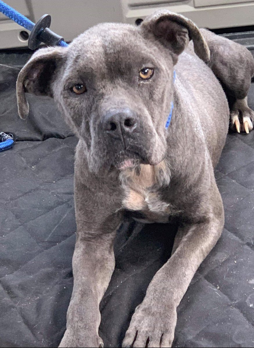 reddogsusie's tweet photo. LEO IS SAFE!❤️❤️🎉🎉
Thanks to Rising Above Great Dane Funding
Donations to:PayPal - risingabovegreatdanefunding@gmail.com or https://t.co/978uOivAIU
Venmo: @RisingAbove-GDF
Address - P.O Box 933 Gallatin, TN 37066
#Memphis #A316087
ThankU 2 all who shared him🤗 https://t.co/rCccUSQsU7