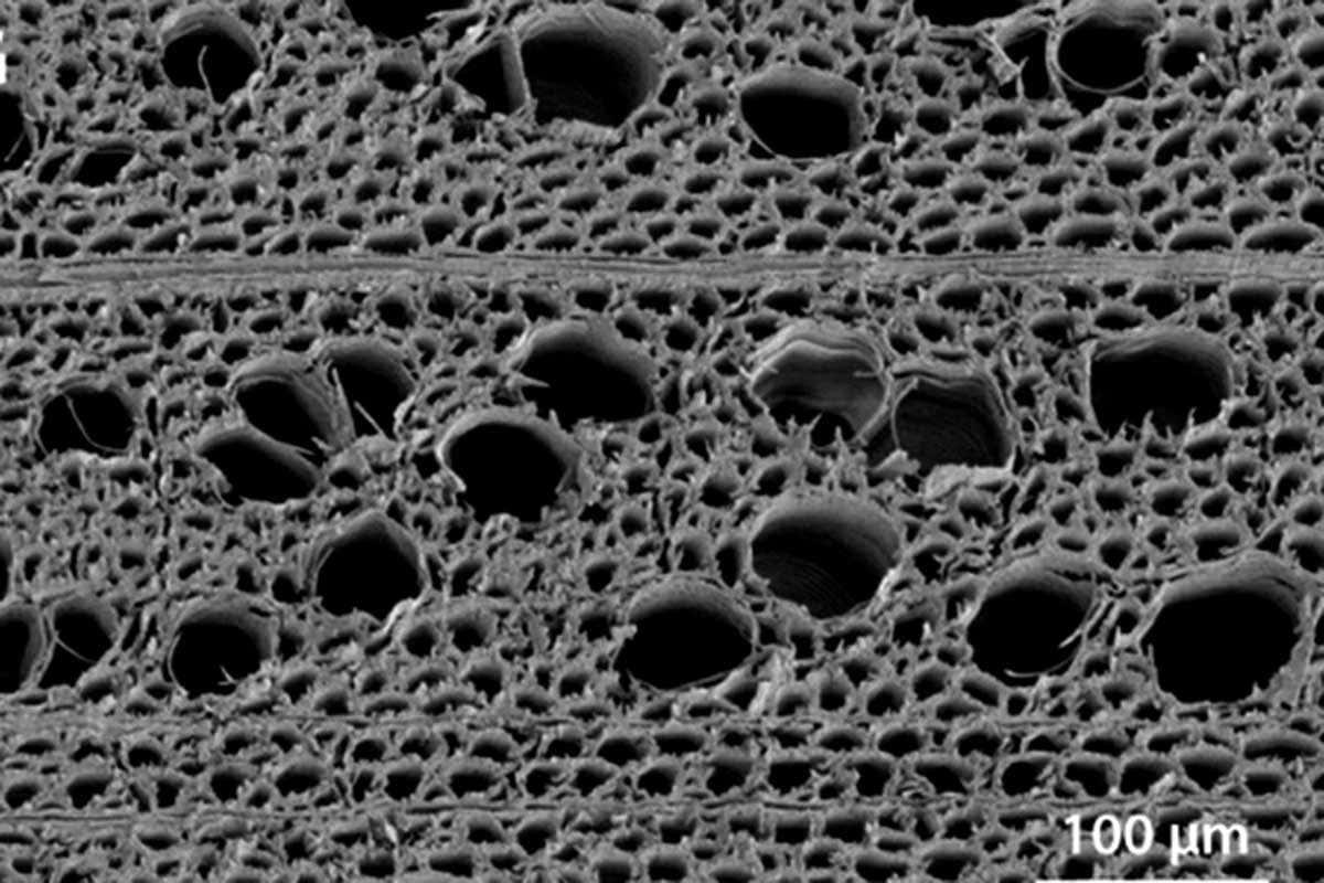 Most ways to purify saltwater take up a lot of energy, but simply running seawater through a thin, heated slice of porous wood can render it fresh and drinkable newscienti.st/2YM7vRH