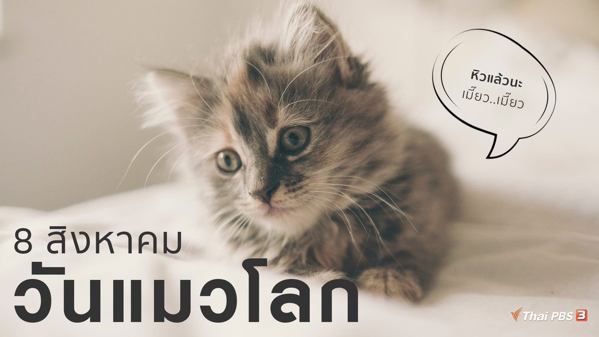 ThaiPBS's tweet photo. 8 สิงหาคม #วันแมวโลก (World Cat Day) เพื่อให้ประชาชนได้ให้ความสำคัญกับสหายสี่ ขี้อ้อน ให้มากขึ้น แมวเป็นเพื่อนที่ดีข้างกายของมนุษย์เสมอมาและยังเป็นสัตว์เลี้ยงยอดนิยมอีกด้วย
.
ใครที่เป็น #ทาสแมว แอดมินชวนร่วมส่งรูปน้องแมว ไม่ว่าจะเป็นรูปคู่ หรือรูปเดี่ยว มาอวดกันค่ะ ♥😻 https://t.co/DCSFZLuJ3P