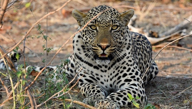 TuliLodge's tweet photo. A lovely relaxed leopard posing for the camera. Email reservations@tulilodge.com to book your stay at Tuli.
Photo by Frederik Manse
#TuliSafariLodge #adventuretravel #safari #theTuliexperience #wildlife #bigcats #leopard #exploreafrica #holidaytime #visitafrica #visitTuli https://t.co/OPCzMwGaAs
