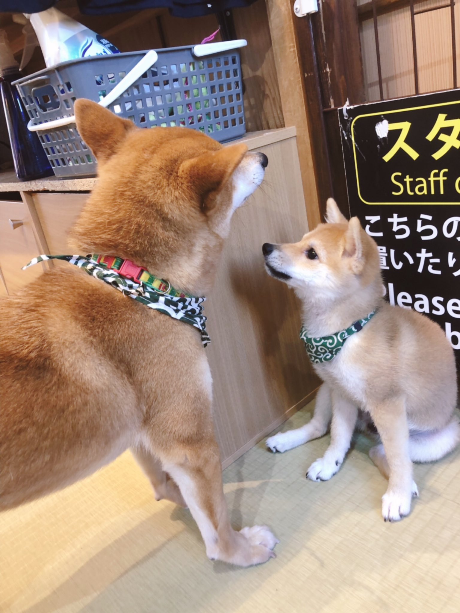 永咲梅子 ダイエットとは 豆柴カフェわず 我が家にも柴犬いるけど楽しかった 笑 原宿乃豆柴カフェ 犬カフェ かわいい 原宿 T Co Gbikkpkee0 Twitter