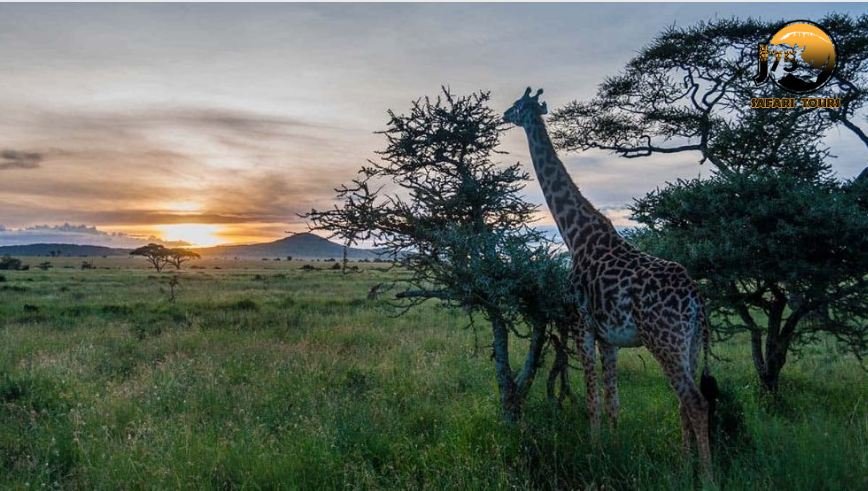 With a name that means ‘endless plains’ in the #Maasai language, the Serengeti National Park is famous for a scenic and classical safari destination.
This dry season plan a tour with us to this magnificent piece of land with us.
#SerengetiNationalPark  #TanzaniaToursAndSafaris