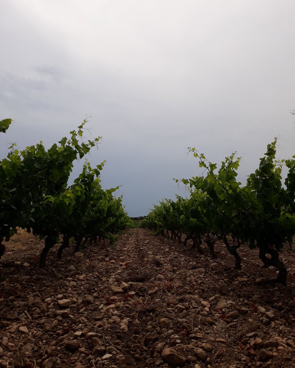 CellerFrisach's tweet photo. Entre Vinyes! #deMatiMañana #TerritoriVernatxa #LoVideCorBera #Esllomada2019isComing #SoliCerç #OrgasmicLands #OrganicFarming #NaturalmentviNya #SerraDeCavalls #winelowers🍷 #wineadict #OrangeWine #massey135 https://t.co/TRPTSYfGbg