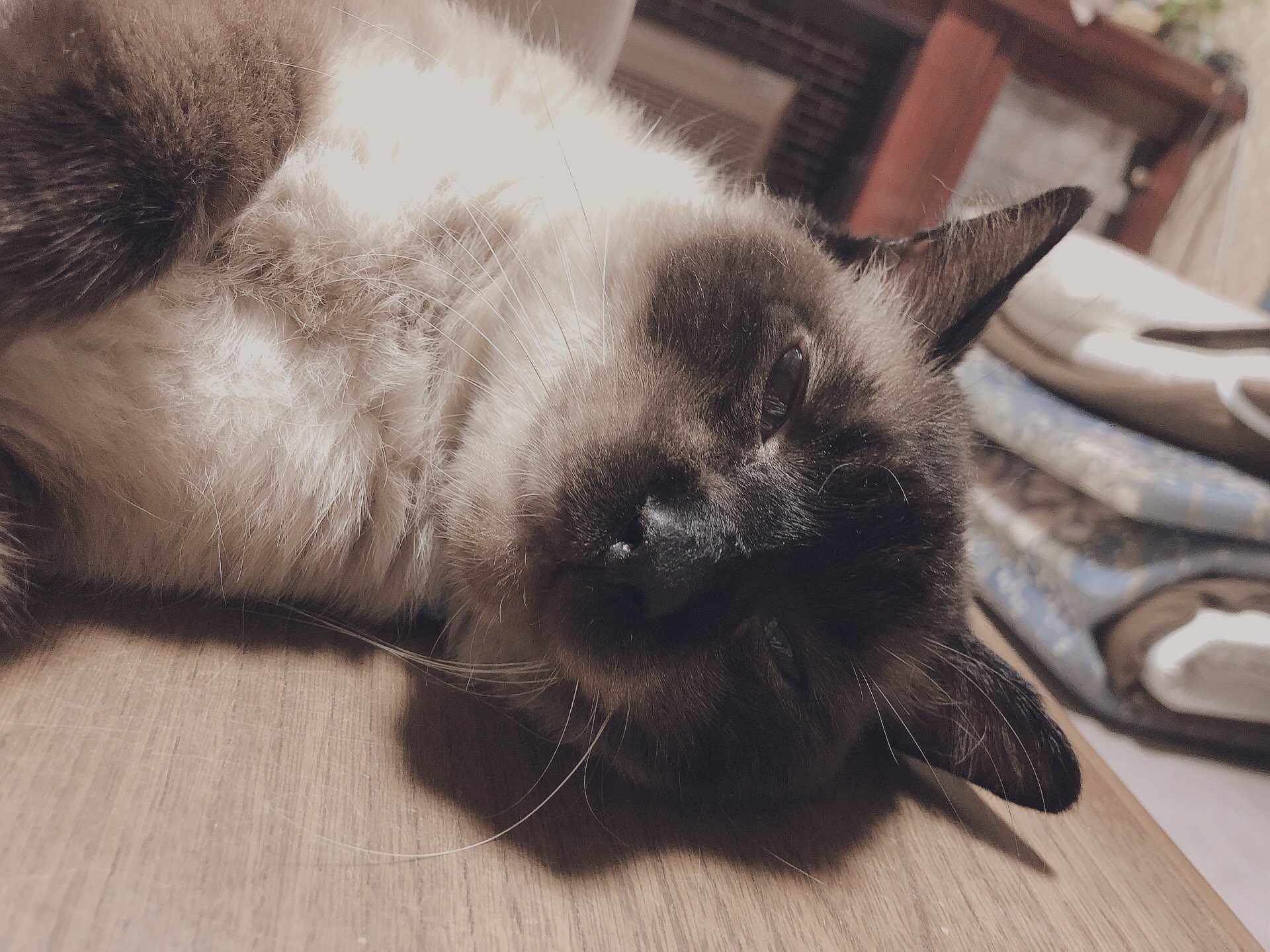 鈴木ネコ 猫って意外と首が細いよね 猫 もっちりしてそうに見えて 猫好きさんと繋がりたい 鈴木ネコ 猫って意外と首が細いよね 猫 もっちりしてそうに見えて 猫好きさんと繋がりたい