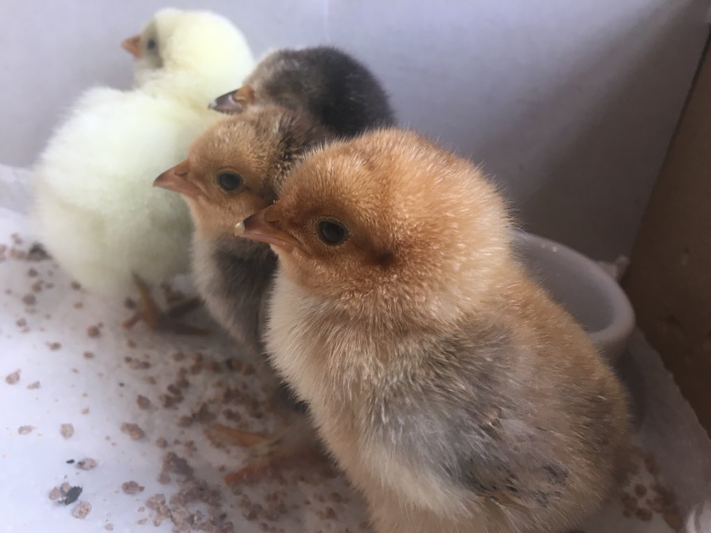 fleurrbie's tweet photo. @ArgyllSeaGlass Awwwwww they are so cute - although I couldnβt sleep for all the cheeping last night ππ£π£π£π£π #ChickMom π https://t.co/n4mI9CCCYs
