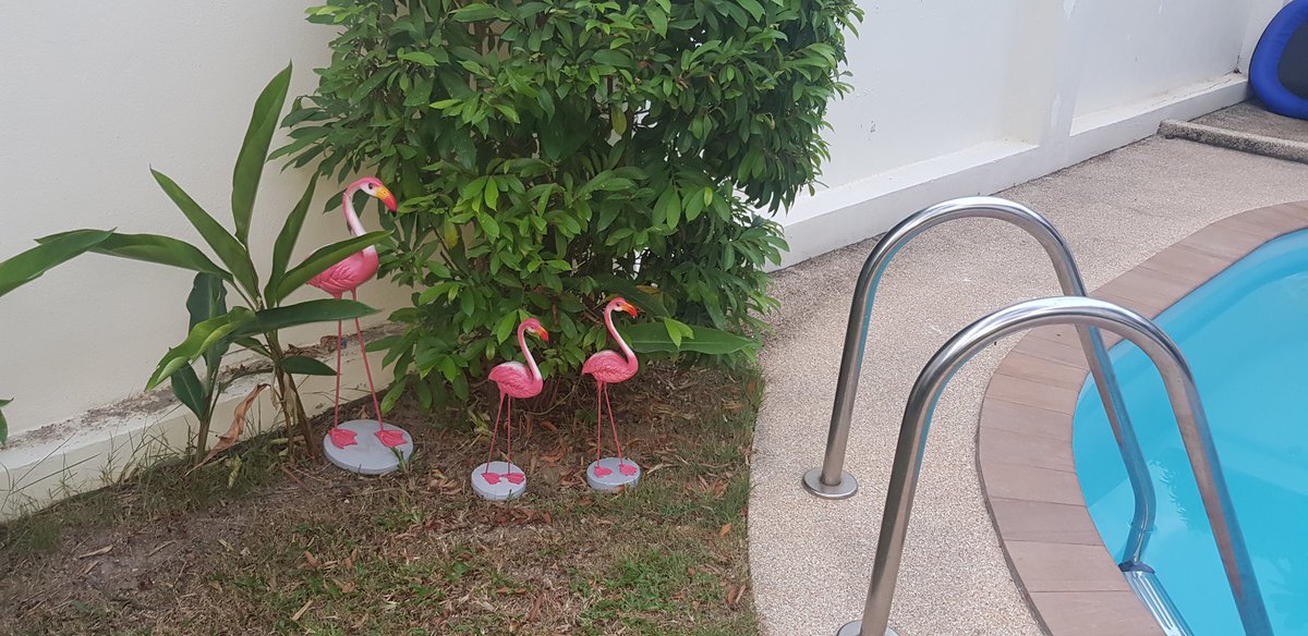 veeteeteach's tweet photo. #goodmorning all in the #earlyrisersclub. My finished pool has some birthday guests! Whatever your day holds, keep a small space for gratitude. 
#FlamingoFriends #Phuket #HomestaySummer https://t.co/RPo4hi06Uo