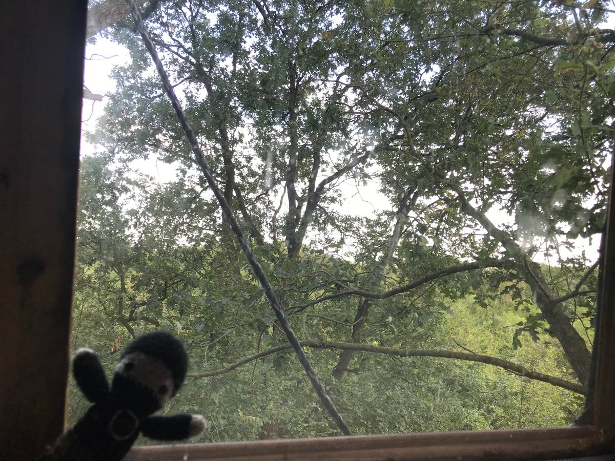 BasTheFox's tweet photo. Early morning in treehouse Waka, and me and #TinySab Sam just watched a big flock of noisy Canada Geese fly overhead from our bed.
#HambiBleibt #HambacherForst https://t.co/7XjSQLdjK5