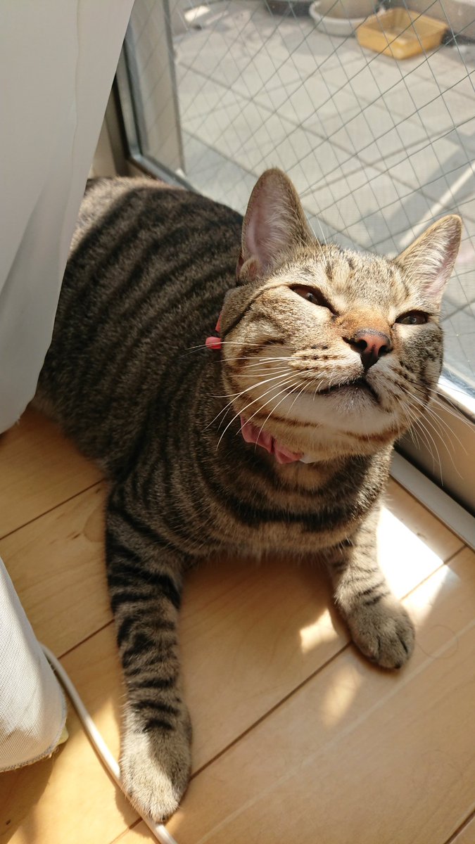 ゆり ばーちゃんの部屋で日向ぼっこ中 めっちゃ気持ち良さそう ねこ好き 猫 ねこのいる生活 猫のいる幸せ 猫好きさんと繋がりたい 猫のいる暮らし 日向ぼっこ ゆり ばーちゃんの部屋で日向ぼっこ中 めっちゃ気持ち良さそう ねこ好き 猫 ねこのいる生活 猫のいる幸せ 猫好きさんと繋がりたい 猫のいる暮らし 日向ぼっこ