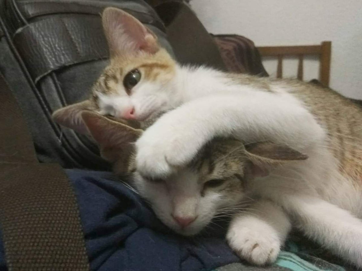 Que alguien las adopte, por favor :( 
Si no pueden ser adoptadas juntas, al menos que cada una tenga una familia bonita por separado.

INDIANA y CROQUETA tienen tres meses y son gatitas adorables, cariñosas, sociables y divertidas. 

Adopta_Mestizos@hotmail.com 

Buenos Dias ❤