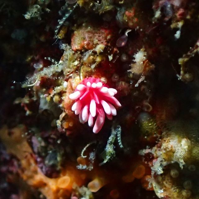 kohchannel's tweet photo. #ワーケーション
#ダイ��ング
#ダイビング初心者
#ダイビング好きな人と繋がりたい
#trip
#travel
#Japan
#japan_vacations
#japantravel
#divig
#scubadiving
#カメラ初心者
#水中撮影
#水中写真 https://t.co/CjAPguF3nQ https://t.co/3PMIKfKkP9