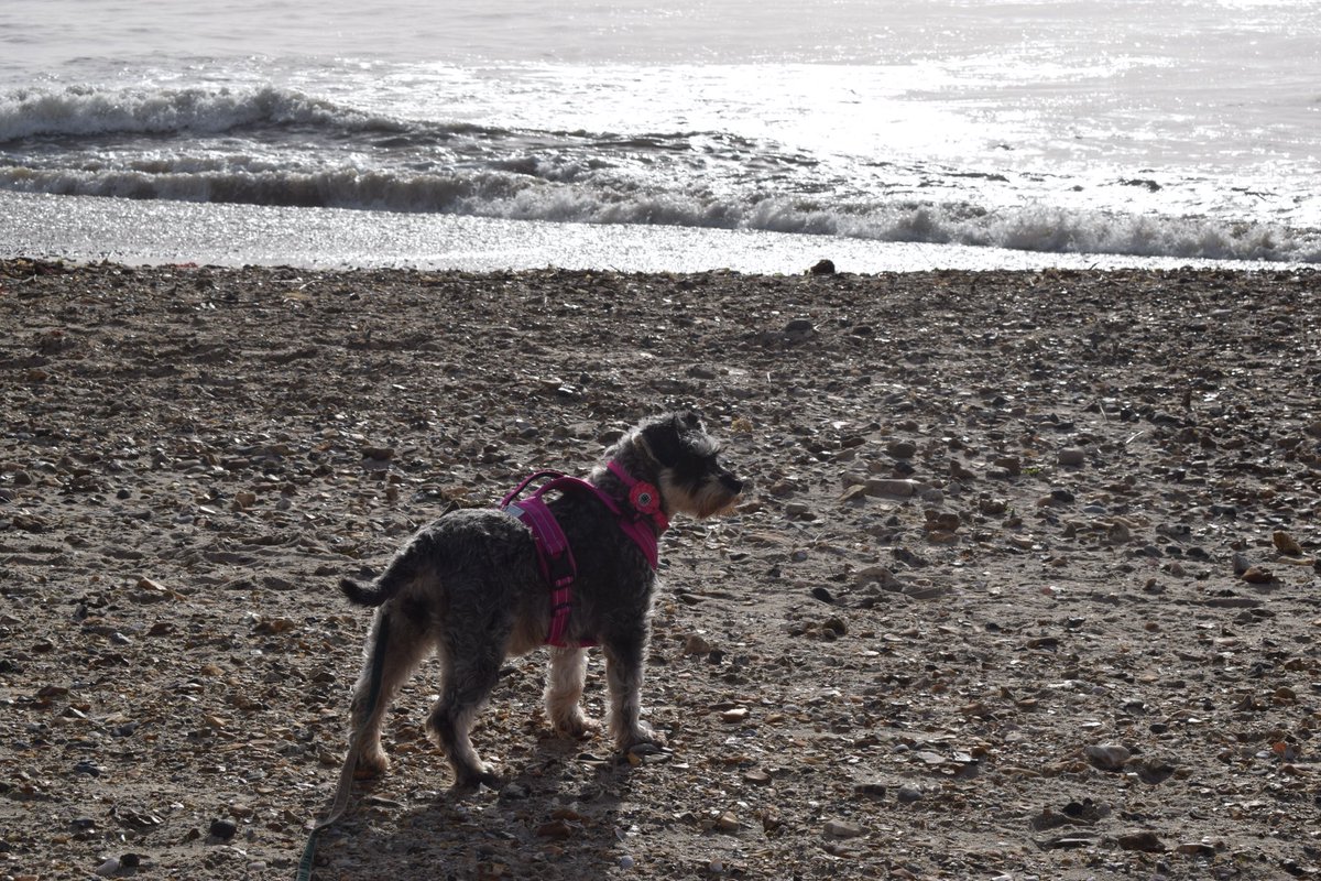 This was the first time Mabel saw the beach, ever. She had not seen outside of the terrible confinement of the puppy farm for 7 hard years. I wonder what she was thinking? @SchnauzerfestUK #puppyfarmsurvivor