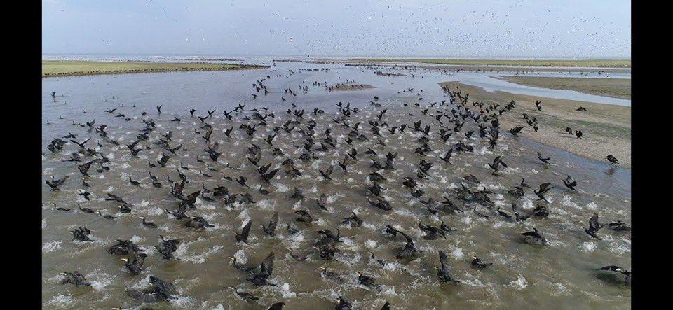 Хар галууны мах элэгэнд маш сайн. Оросууд архи их уудаг ч элэг сайтай байдаг нь хар галууны мах их иддэгтэй холбоотой юм.
