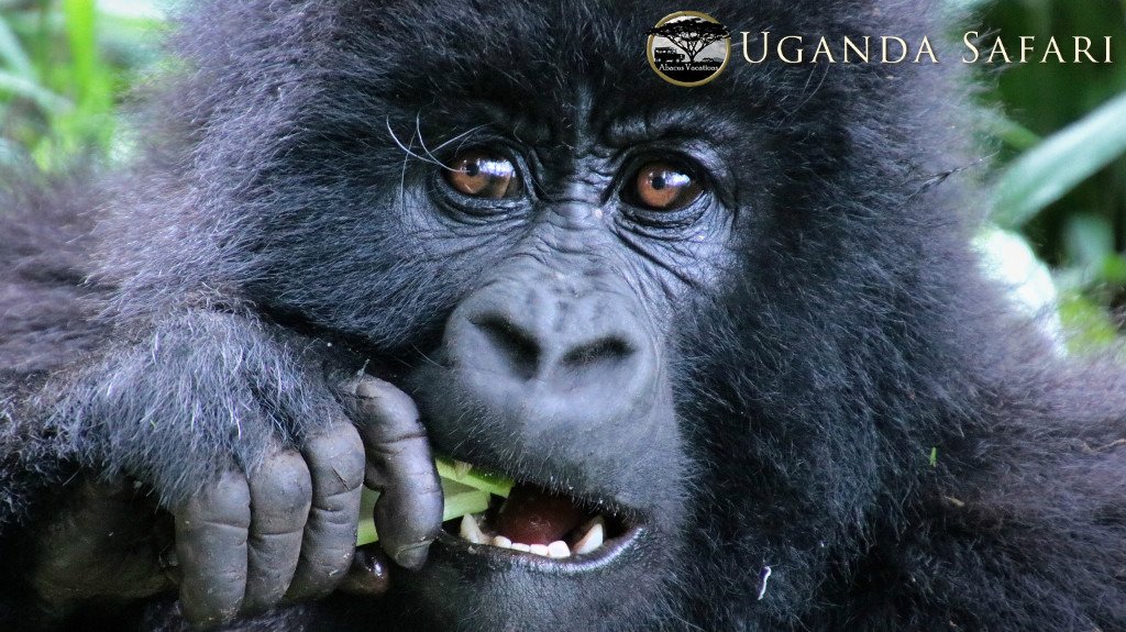abacusvacation's tweet photo. #UgandaSafari welcomes you to #MgahingaGorillaNationalPark, an icon of Uganda's national parks.
Seated high in the clouds, the gorgeous scenery and the attractive mountain gorillas make the place a travellers’ paradise. 
https://t.co/LlD9LV5hat
#GorillasTrekking   #UgandaSafari https://t.co/Kd3rUcxic9
