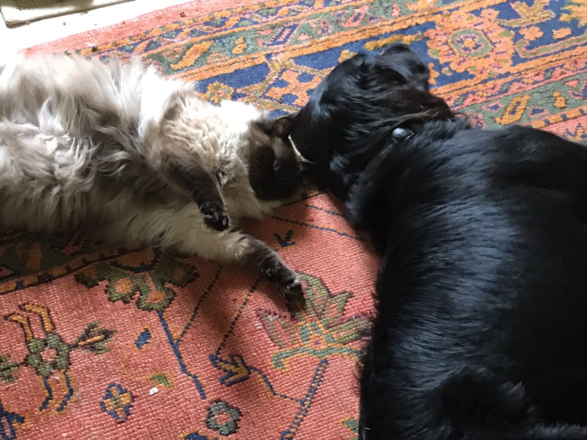 CaptaintheCat1's tweet photo. Just chillin’ with my mutt... #CatsOfTwitter https://t.co/dnSgjyzzoH