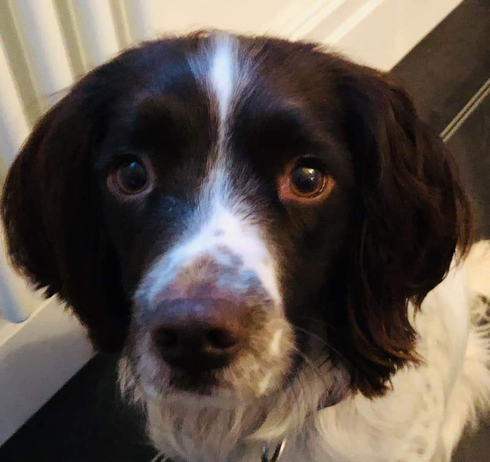 MissingPetsGB's tweet image. 🐕 NZURI is a 3.5 year old springer spanie who disappeared on a walk on 1 Aug in Haughton Dale Nature Park, Woodley, greater #Manchester. She is chipped so any vet can easily identify her #M34 
She has a very distinctive liver spot marking on her back.
doglost.co.uk/dog-blog.php?d…í
