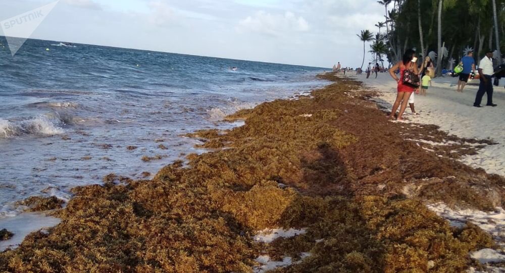 luisfer19_'s tweet photo. Sargazo en playas del caribe y México 

El sargazo que enturbia el agua cristalina del Caribe y el Golfo de México será "la nueva norma" si Brasil no detiene la deforestación del Amazonas, alertan expertos estadounidenses. https://t.co/JqJSsiRIZE
