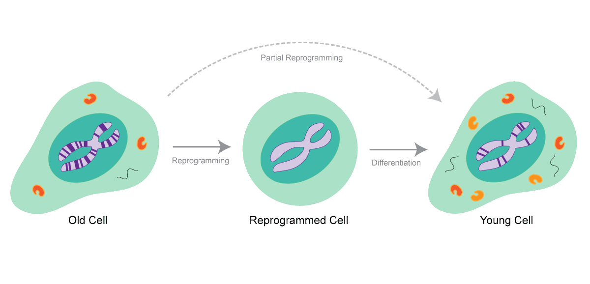 whitelabX's tweet photo. This is how stem cell therapy/treatment works (it can also be entirely plant-derived). It's truly a marvel and gift to humanity if you pause to think about it. #wellnesswednesday https://t.co/eYURz4OYg4