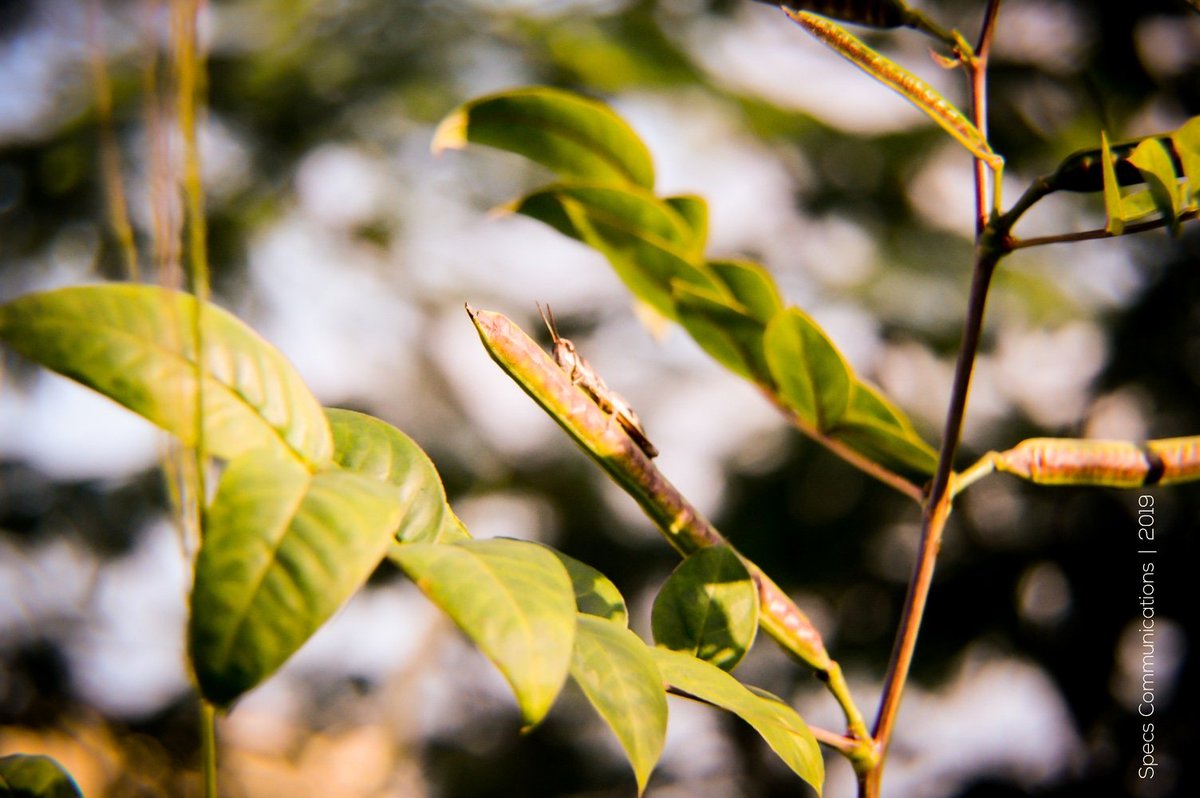 Specscomms's tweet photo. "One of the first conditions of happiness is that the link between Man and #Nature shall not be broken" - Leo Tolstoy, Novelist
#shotwithnikond3200
#IamNikonD3200
#TellingStoriesWithVisuals
#NaturePhotography https://t.co/RsfyC3RVN9