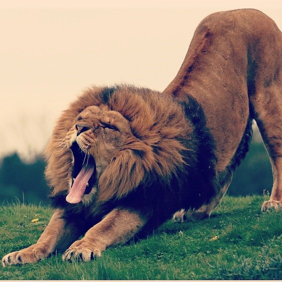 HamiltonAfrican's tweet photo. It's ALWAYS time to HUNT
2 am where you are is 8am and 1pm somewhere else
#Hustle
#Lion
#Courage
#EarlyRiser
#Money
#UebertAngel
#BebeAngel
#Africa
#Namibia
#Morning
#GoodMorning
#USA
#UK
#Prosperity
#Success
#WinningTeam
#Hamilton
#HamiltonAfricanGroup
#Business
#Million https://t.co/w3ihjrmxT4