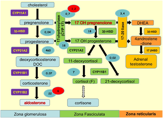 NDTsocial's tweet image. Adrenal adaptation in potassium-depleted men: role of progesterone? buff.ly/2Zqe753 #adrenalsteroids #gitelmansyndrome