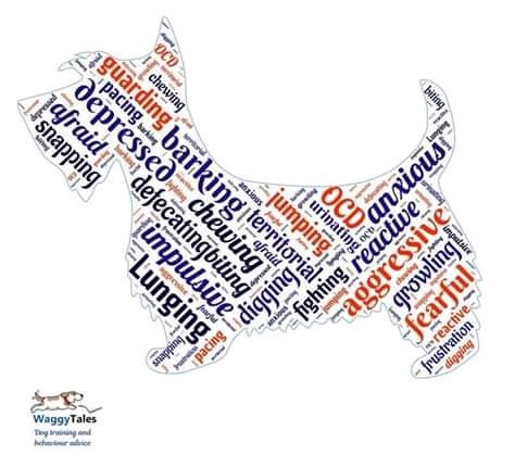 tales_waggy's tweet image. If you have any behavioural problems contact my website for advice 

#behaviouradvice #separationanxiety
#resourceguarding
#barking
#reactive