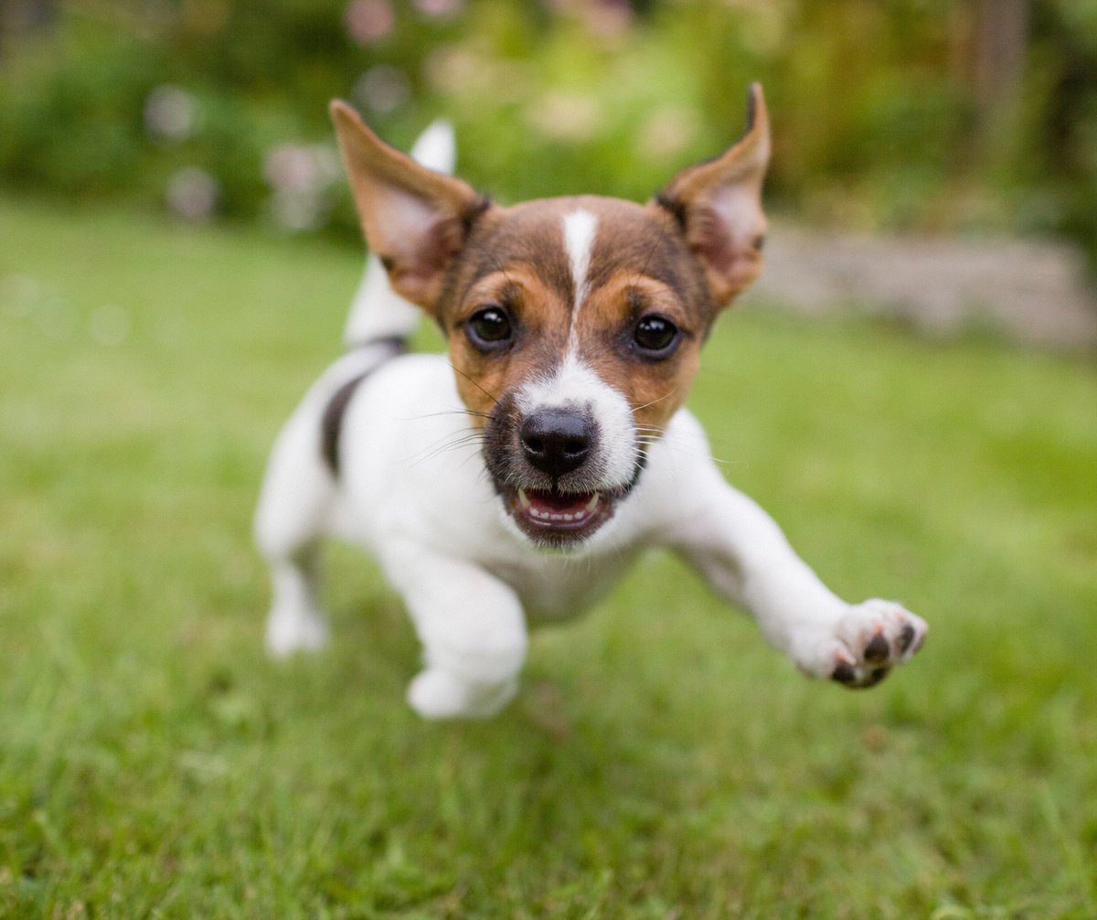 Take advantage of the Great British summer!

Treat yourselves and your canine companion to a mini-break or a week-long getaway full of walks, dog-friendly pubs and cosy evenings in! 

Find them via the Bauwow app onelink.to/s26zbc