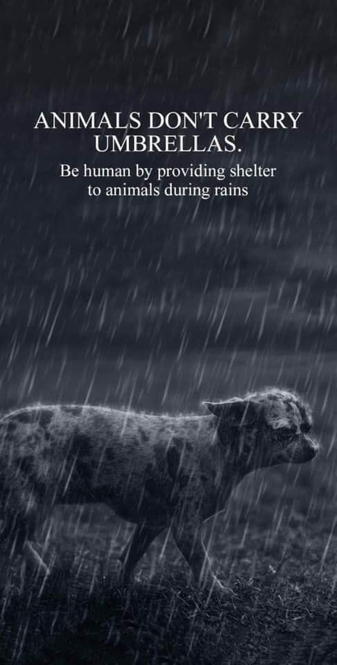 sheisamystery_'s tweet photo. #Monsoon2019 #Pets #Animal #AnimalRights #BeHuman #BeingHuman #RequestToAll #LoveForAnimals https://t.co/RbD8TfHQQR